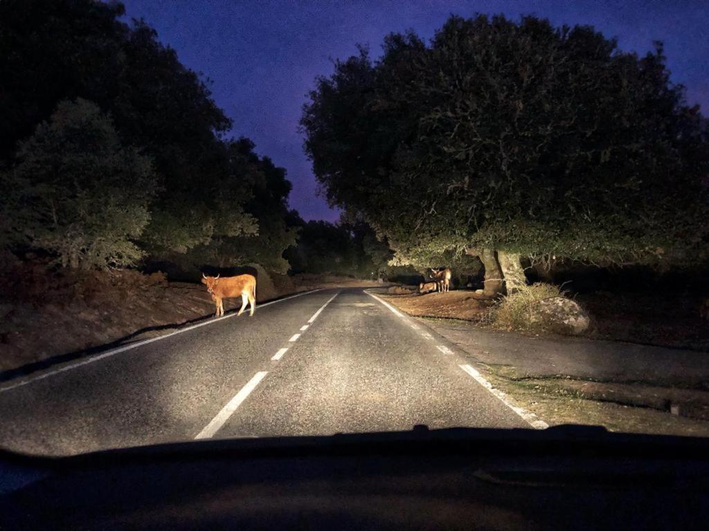 Orgosolo B&B Sardegna Eksteriør billede